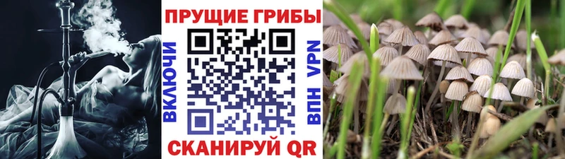 Псилоцибиновые грибы MAGIC MUSHROOMS  Купить закладки  Дальнереченск 